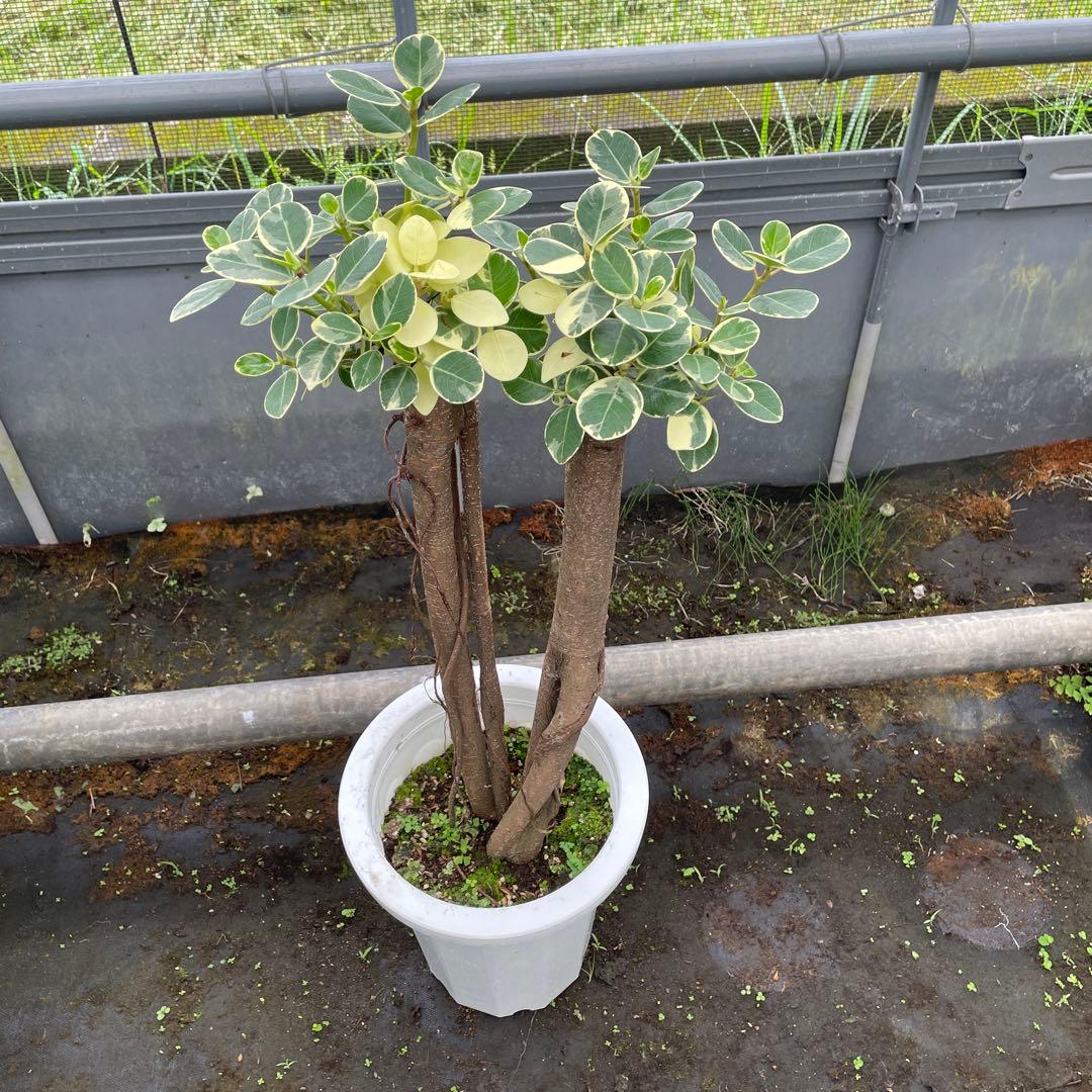 パンダガジュマル 斑入り 希少 8号サイズ - メルカリ