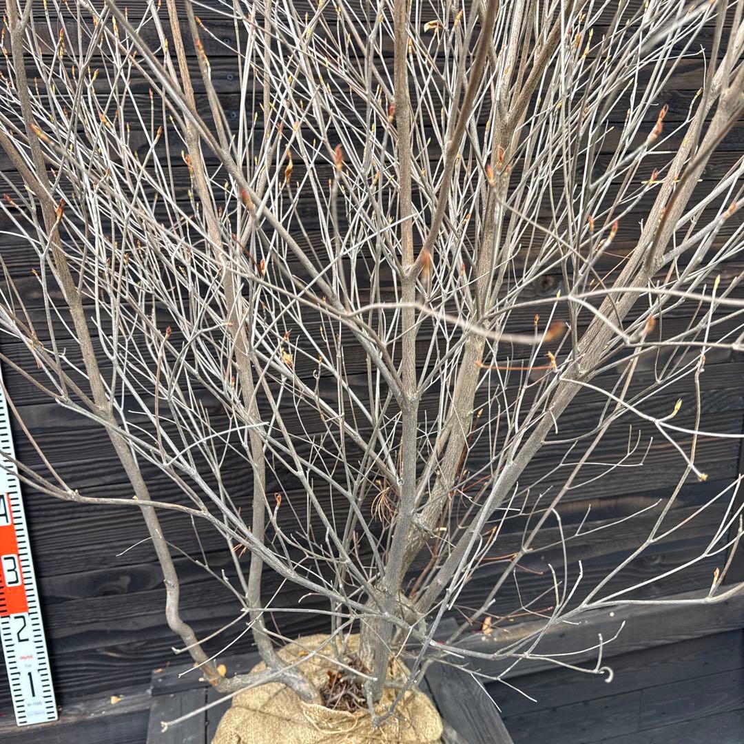 シロヤシオツツジ/大株/良形株【現品発送】管理70817