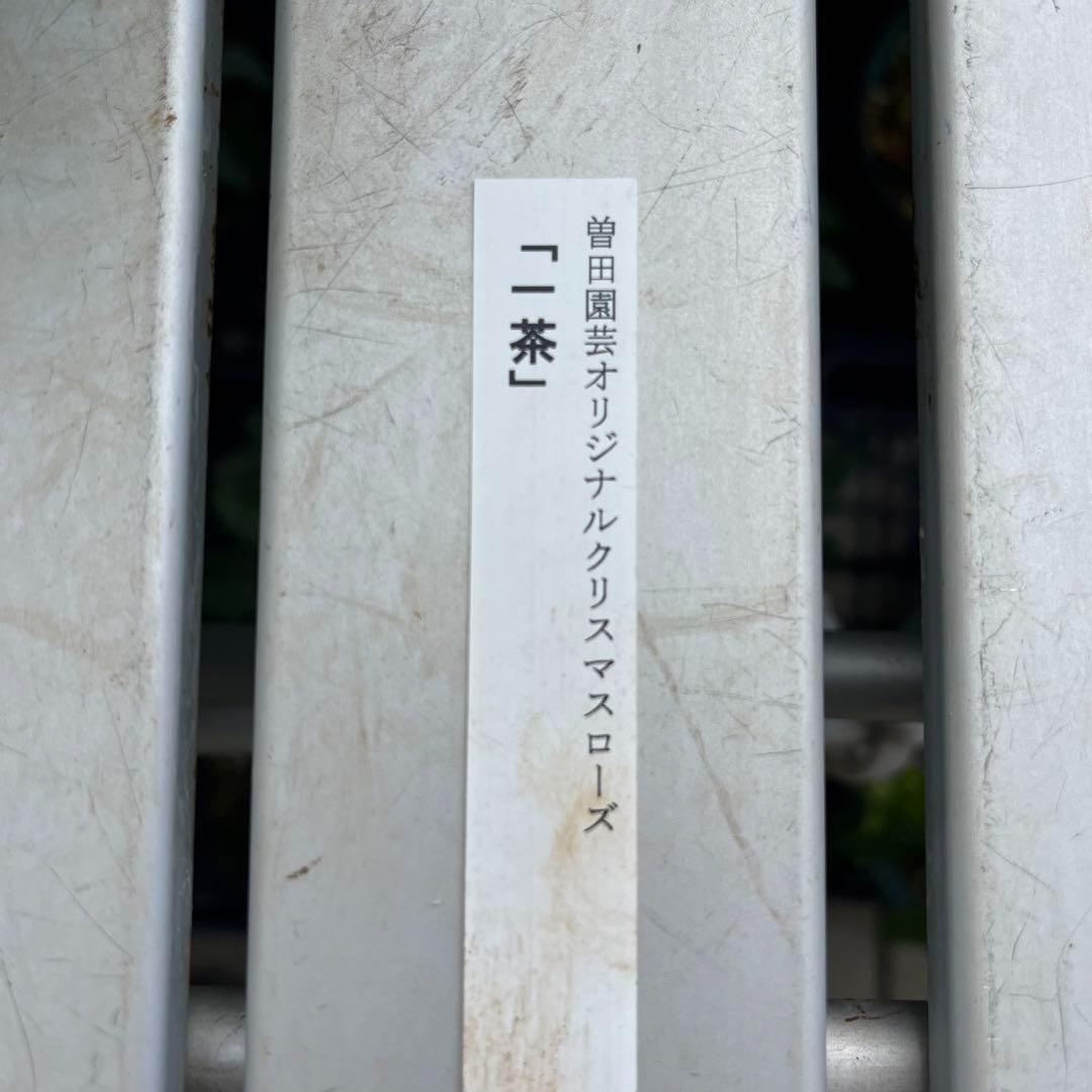 ラ*ク様 ☘️ラスト2☘️超レア☘️❤️根充実❤️沢山新芽元気株❤️645【❤️