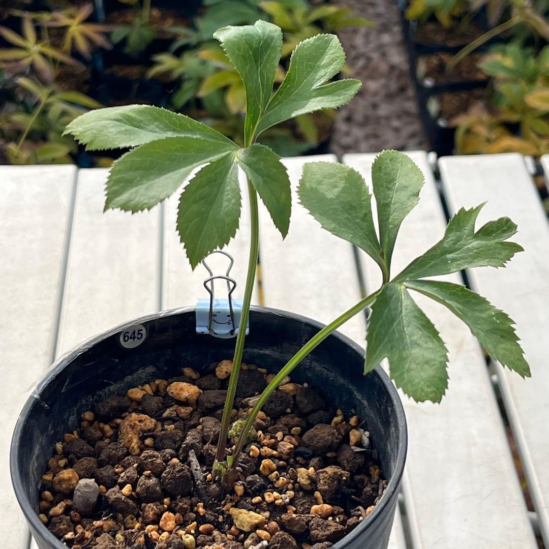 ラ*ク様 ☘️ラスト2☘️超レア☘️❤️根充実❤️沢山新芽元気株❤️645【❤️