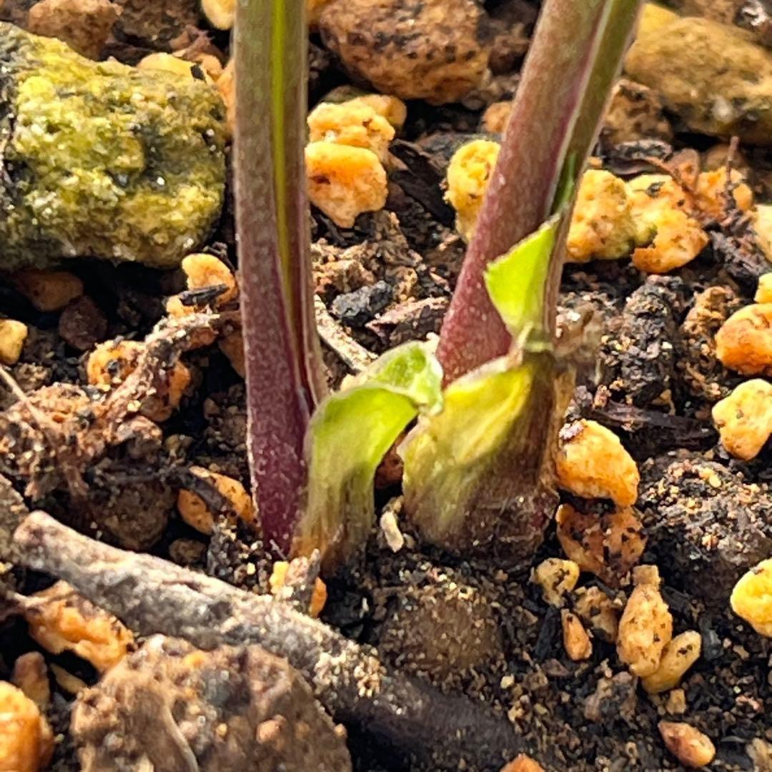 ラ*ク様 ☘️ラスト2☘️超レア☘️❤️根充実❤️沢山新芽元気株❤️645【❤️