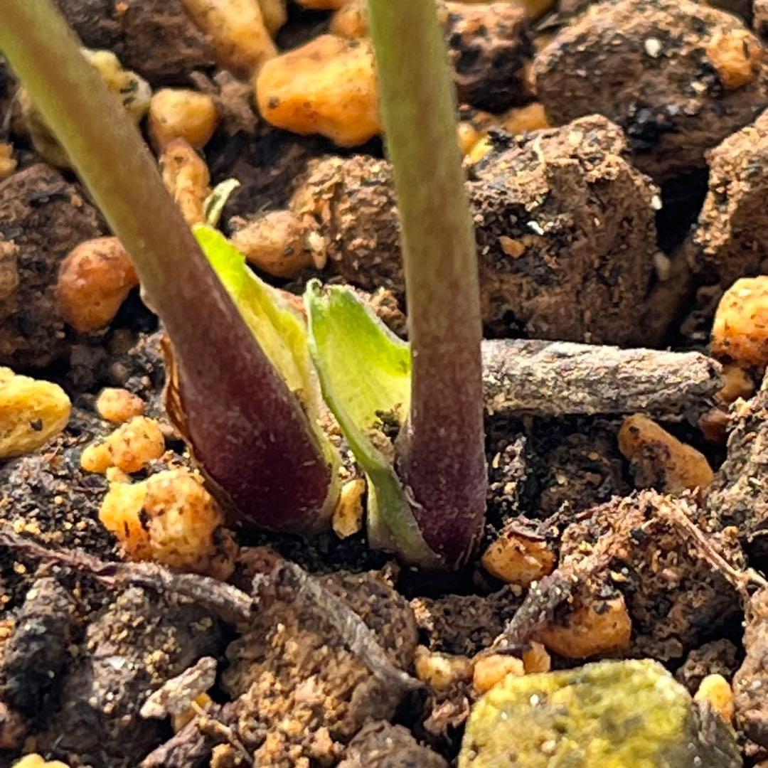 ラ*ク様 ☘️ラスト2☘️超レア☘️❤️根充実❤️沢山新芽元気株❤️645【❤️