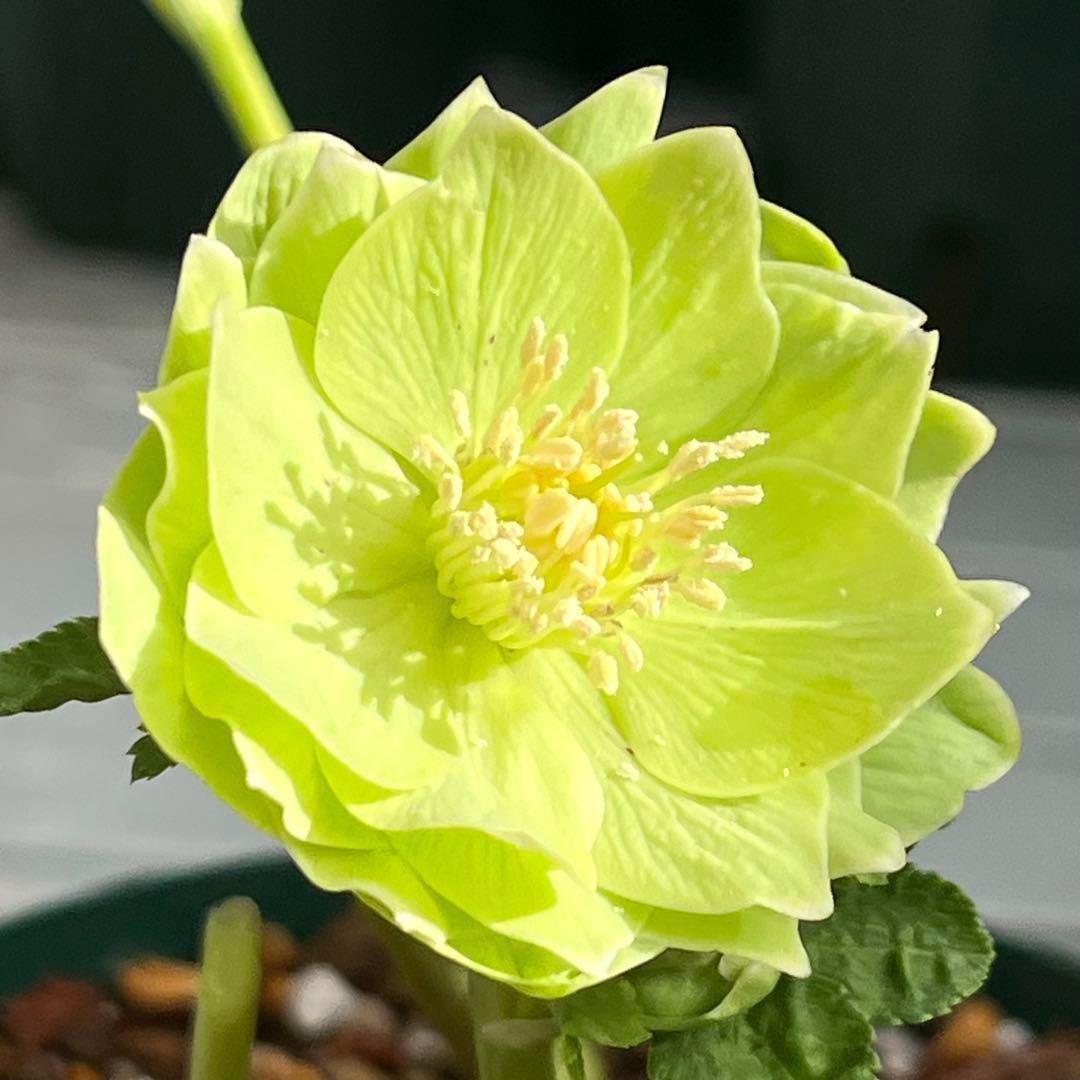 ラ*ク様 ☘️ラスト2☘️超レア☘️❤️根充実❤️沢山新芽元気株❤️645【❤️