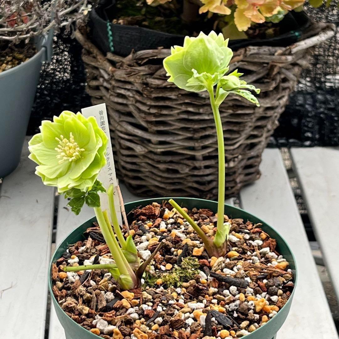 ラ*ク様 ☘️ラスト2☘️超レア☘️❤️根充実❤️沢山新芽元気株❤️645【❤️