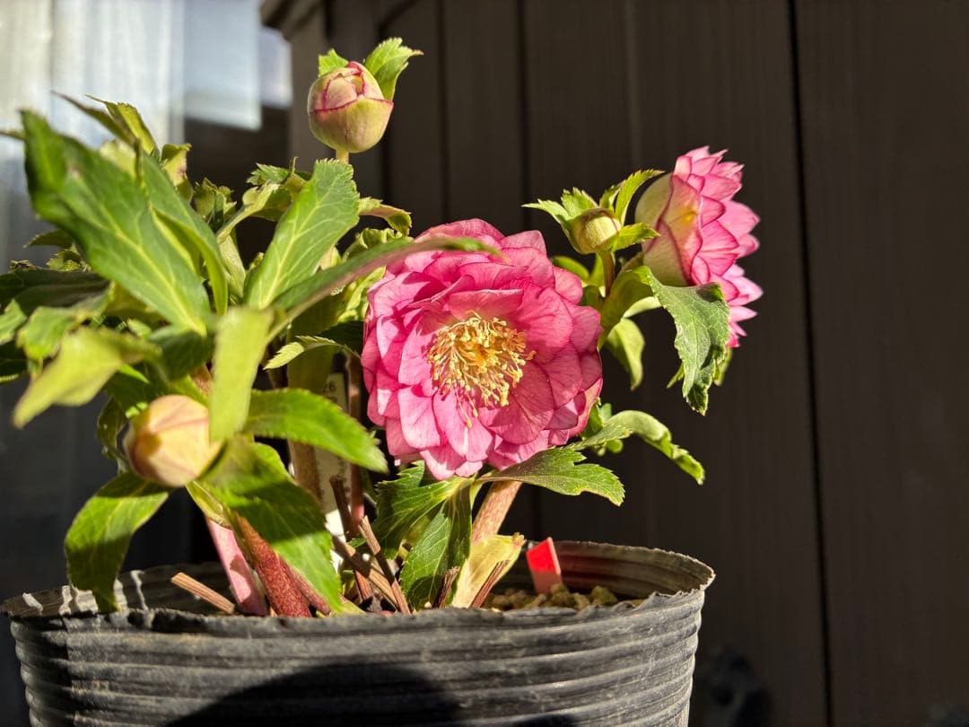 ♡大充実株♡ DDピンクリバーシカップ咲き多花