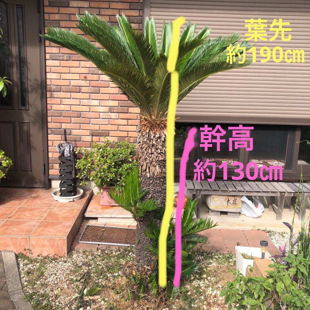 蘇轍 ソテツ 庭木 ガーデニング 地上から葉先までの長さ190㎝ ☆早い