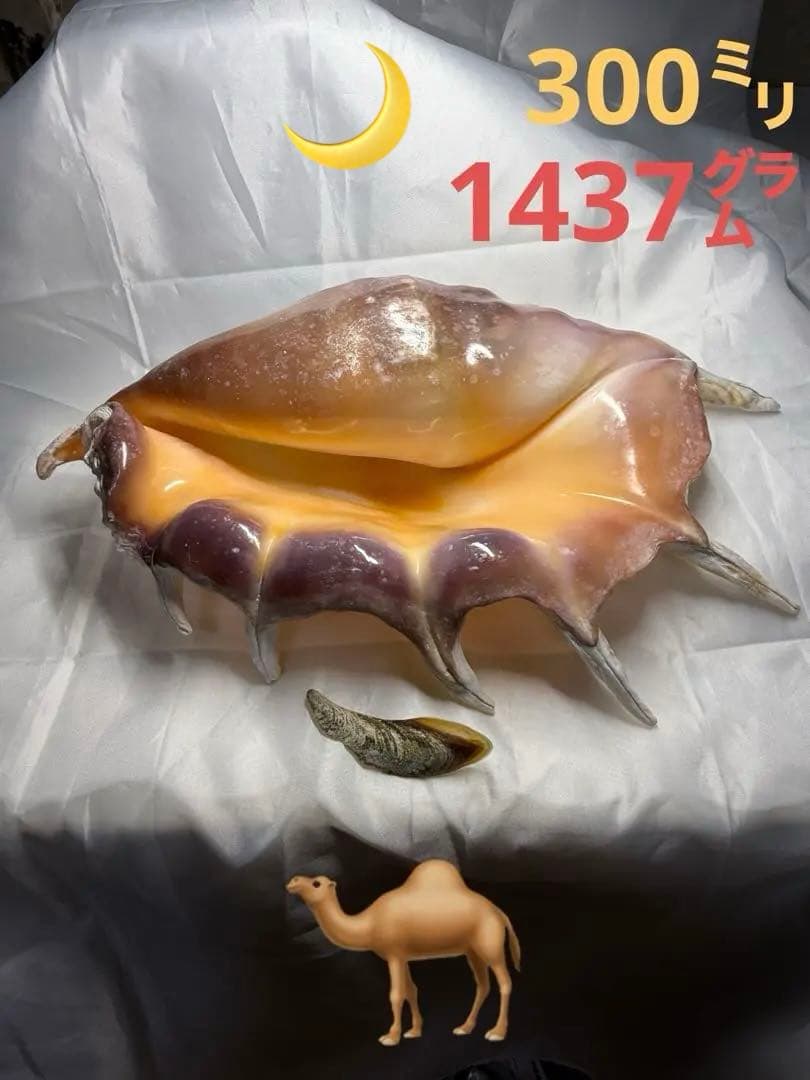 貝殻(沖縄の青い海の宝) ラクダガイ蓋付