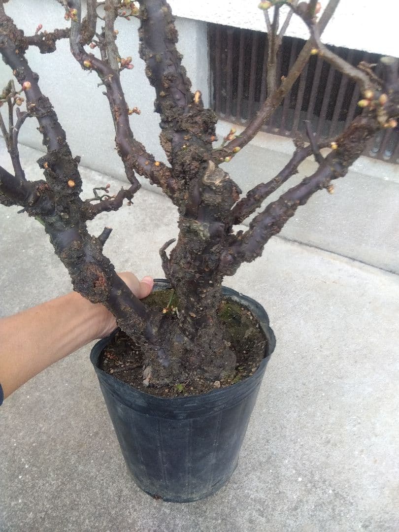 オンライン ストアフラワー・ガーデニング - 雲龍梅 古木 白花 7号