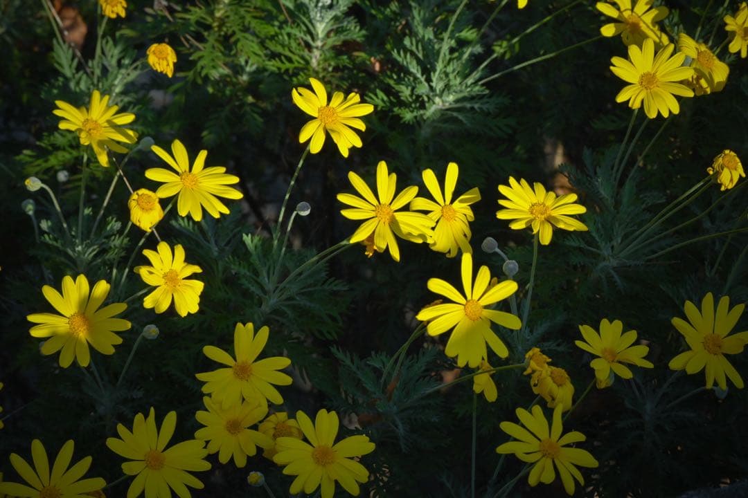 NIKKOR Z 24-50mm f/4-6.3 レンズ