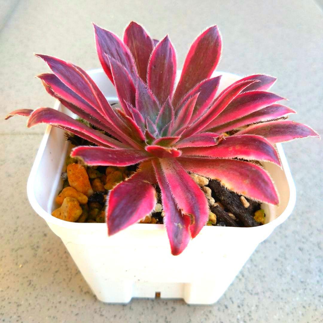 多肉植物アエオニウム フェニックスフレイム錦 カット苗 - メルカリ