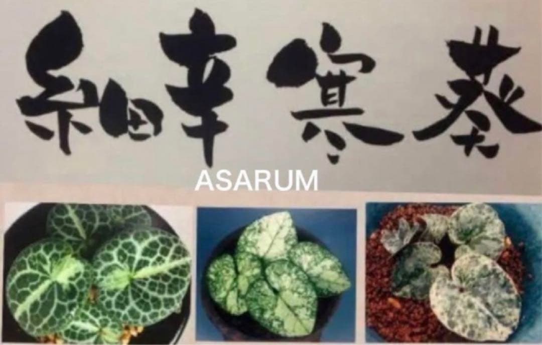 図鑑　細辛寒葵　銘鑑　細辛　寒葵　カンアオイ　山野草　参考書　古典園芸　斑入植物 図鑑細辛寒葵銘鑑細辛寒葵カンアオイ山野草参考書古典園芸斑入植物