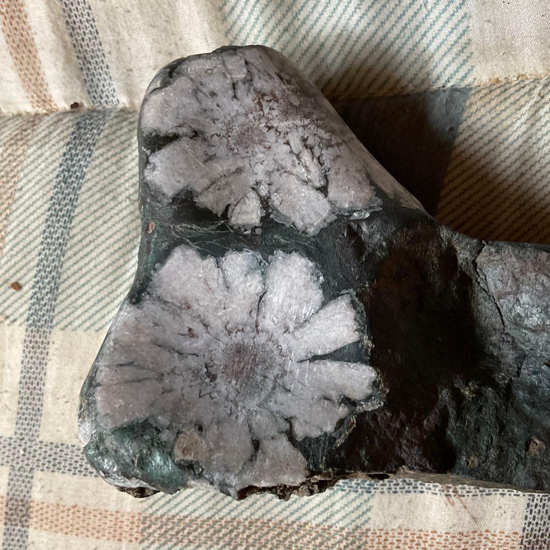 菊花石　根尾川産地物　台座無し　0.8kg 【産地物　極上美品　インテリアに】。