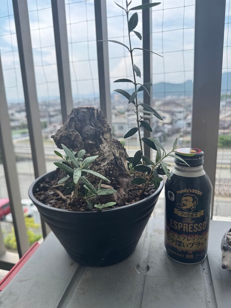 オリーブ　ミッション　古木 オリーブ・ミッション 古木 – AT.1011