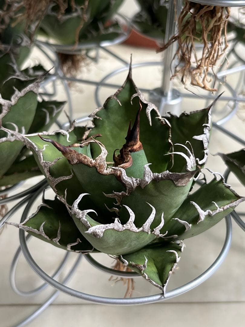 台湾産］ アガベ チタノタ シーザー 特上選抜苗