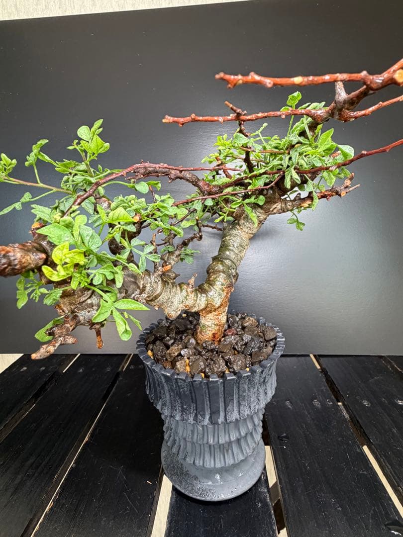 コミフォラ・エイル（Commiphora sp. “Eyl”）コレクション株