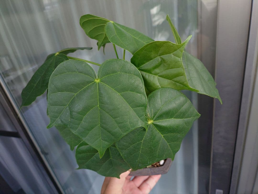 ゆーきん様専用樹種不明 塊根植物 メルカリ便