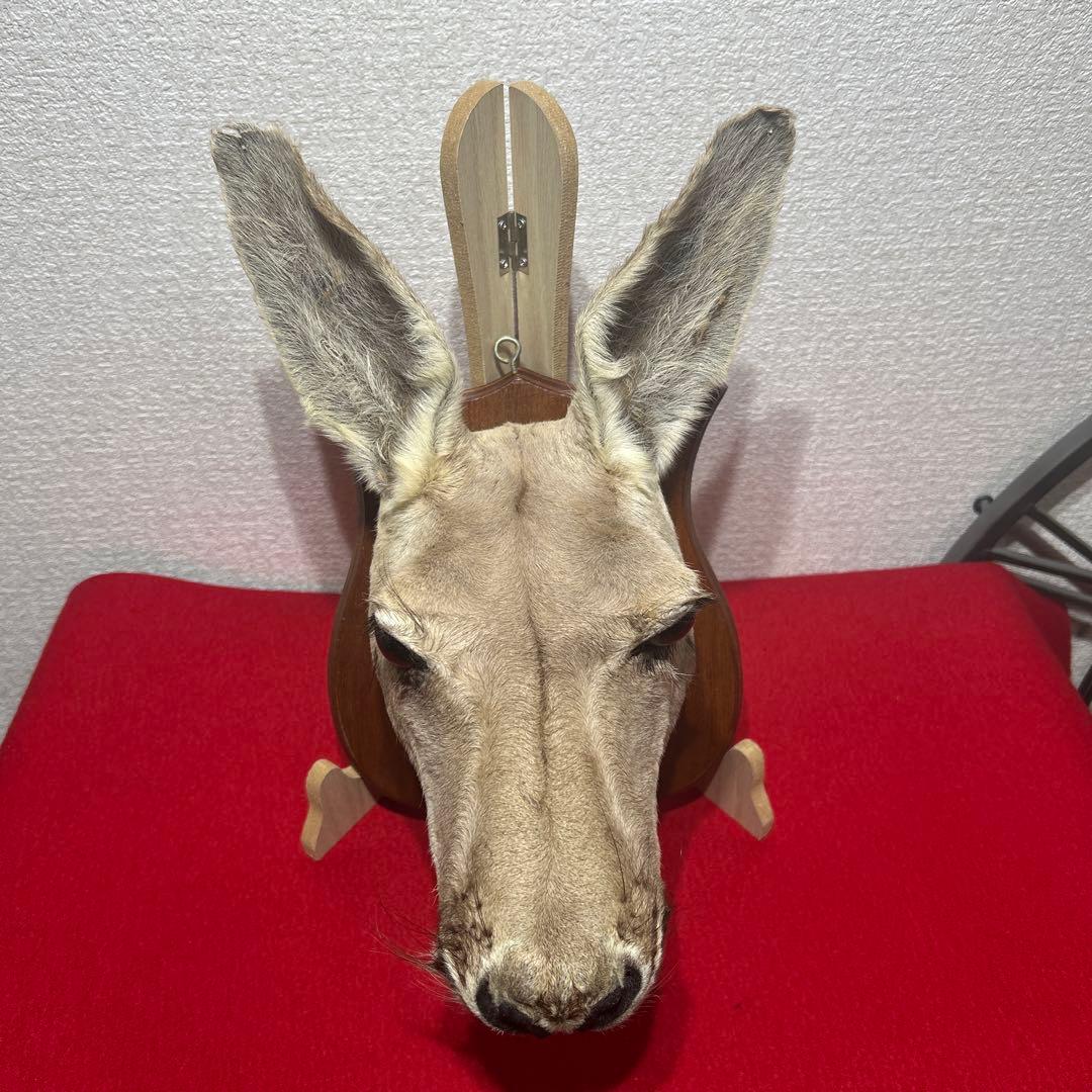 ナ*オ様 カンガルー 剥製 ハンティングトロフィー型 頭部 インテリア