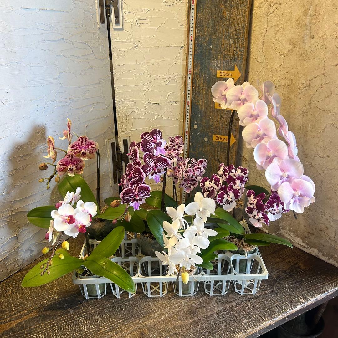 胡蝶蘭 7種7ポット ファレノプシス