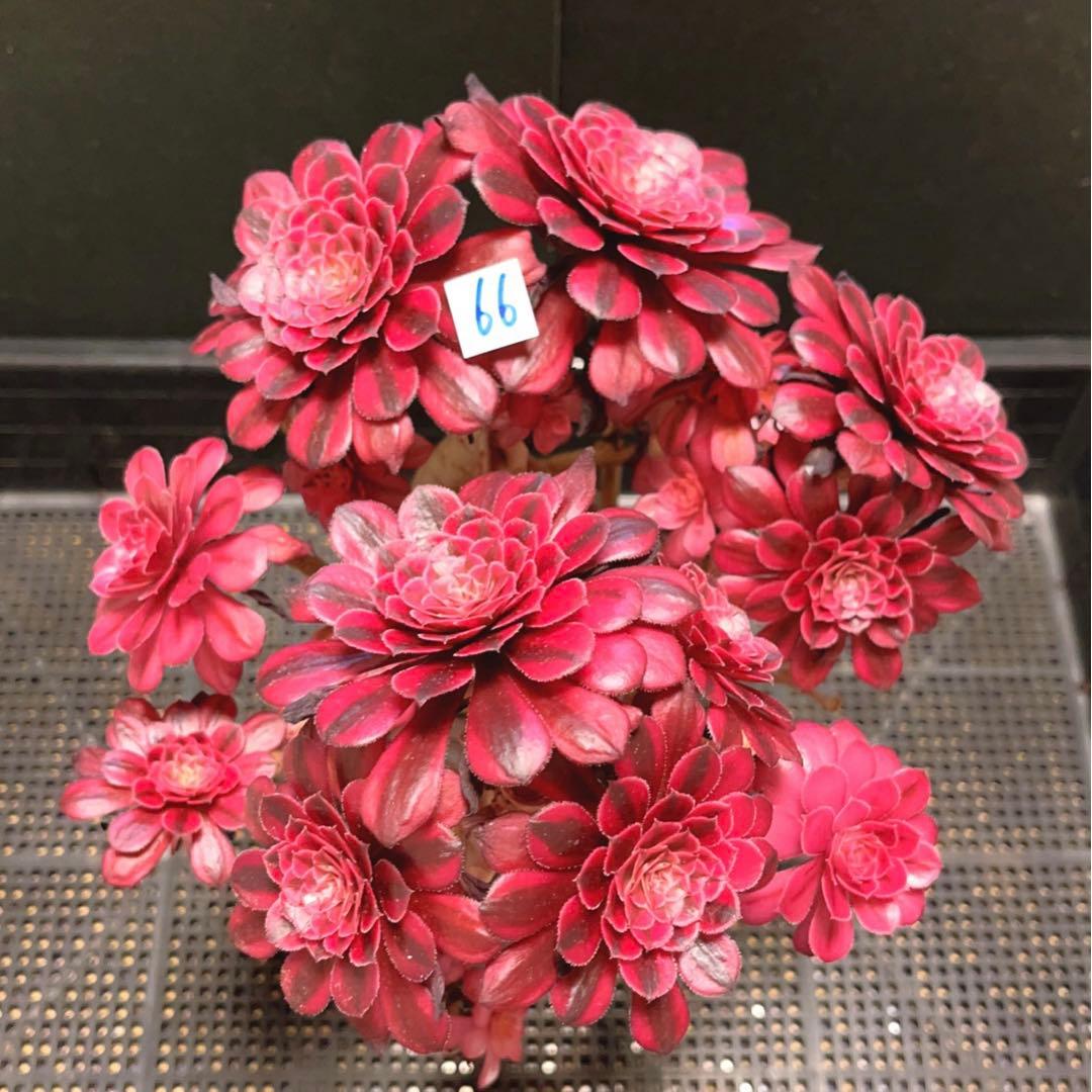 66#多肉植物アエオニウム錦❤️かぐや❤️15頭24cm鉢土付き出荷訳あり 578.多肉植物 寄せ植え アエオニウム属 ガーネット白斑錦（群）特大 超