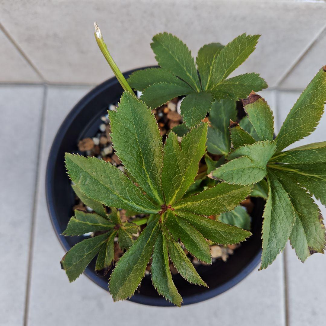 あ*号様 クリスマスローズ 大和園 フレックルキス 株分け