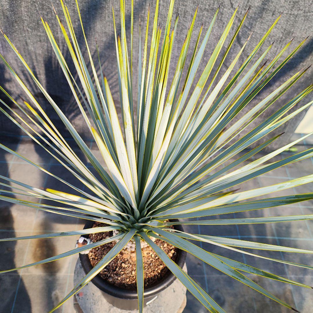 さ*な様 ユッカ ロストラータ Hybrid No.3 - メルカリ