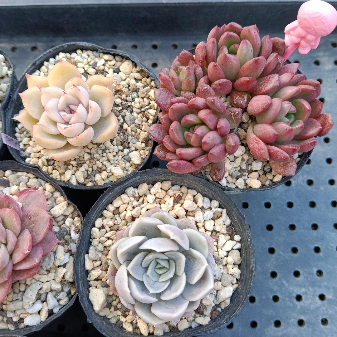 ④【ポットごと】10種セット☆多肉植物☆メルカリ便 - メルカリ
