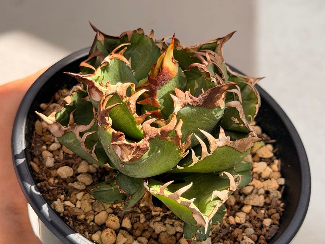 【更新】皇冠　アガベ　子株4個付き親株　発根済み 更新】皇冠 アガベ 子株4個付き親株 発根済み