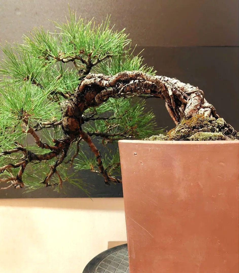 実のなる盆栽の販売｜盆栽妙 – 盆栽妙 本店 【ガチ盆栽】津軽りんご 太