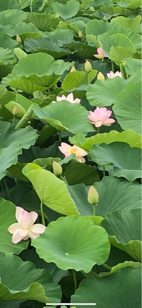 ハスの種1000個（200個✖️5袋）、100個おまけ付き（訳あり