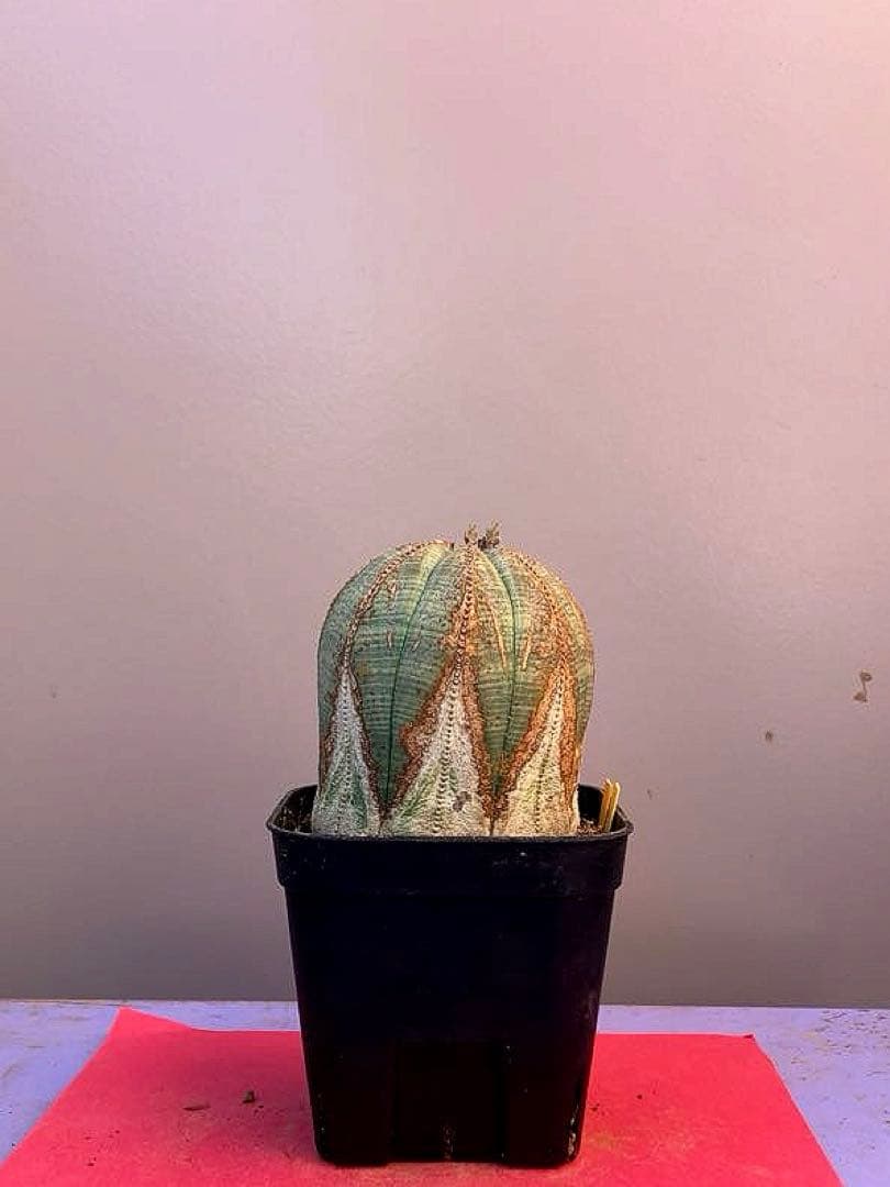 《3号YY》ユーフォルビア　オールド　オベサ　雌株