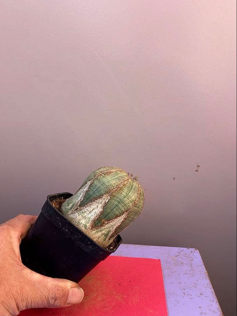 《3号YY》ユーフォルビア　オールド　オベサ　雌株