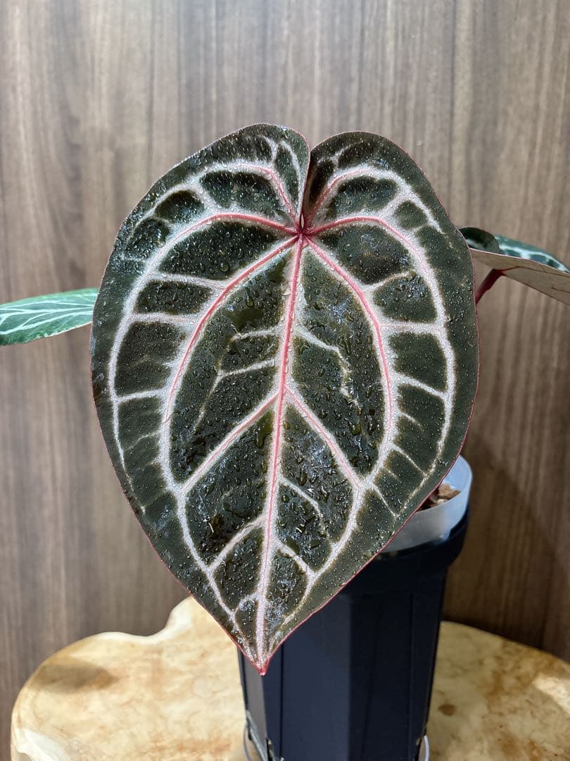 Anthurium docblock 'Scarlet' S1 スカーレット - メルカリ