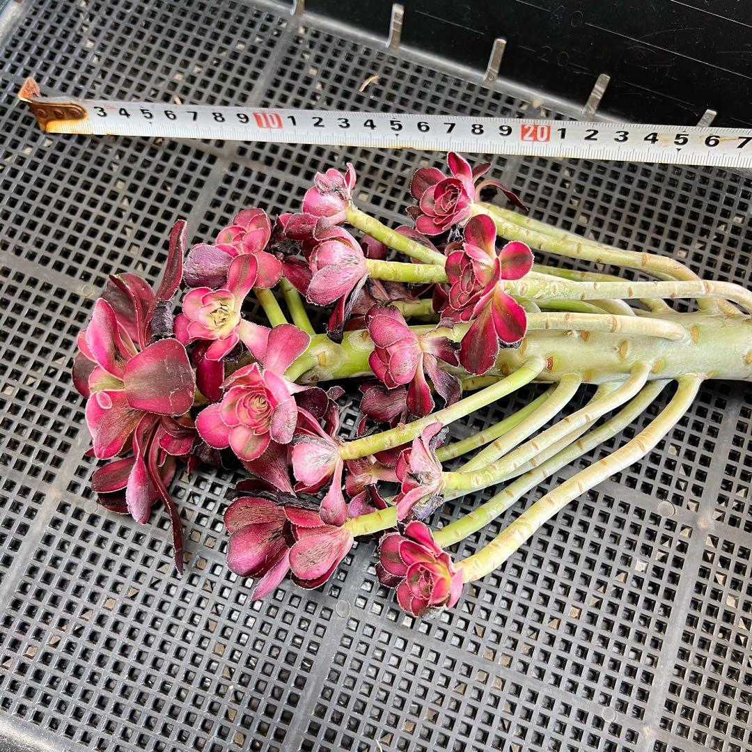 新入荷 アエオニウム シャネル (木立群生) 法師錦 観葉植物 - メルカリ