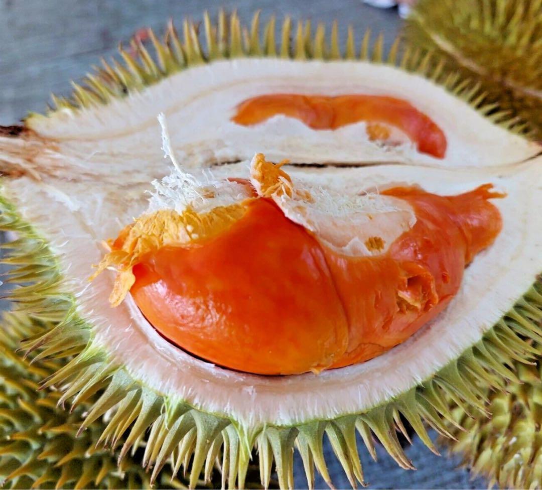 ドリアン苗Orange Durio Graveolens苗 DOG3 苗