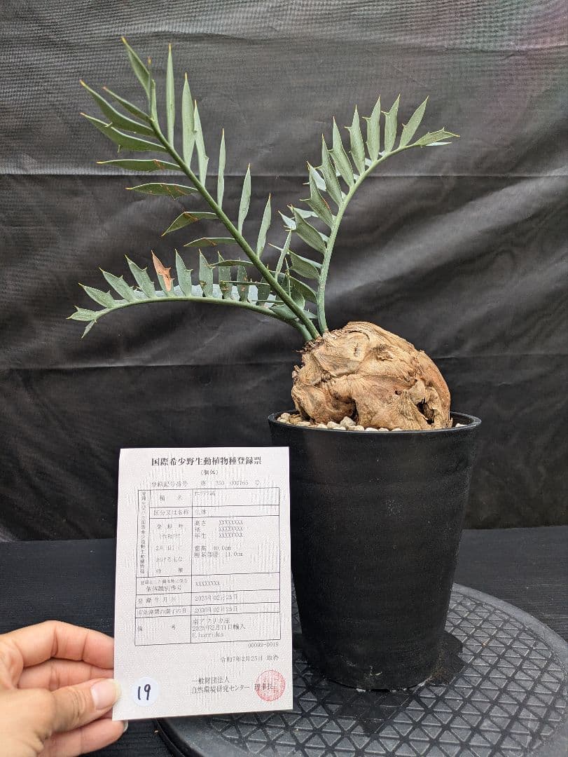 エンセファラルトス ホリダス / スパードワーフ /激レア株/発根済