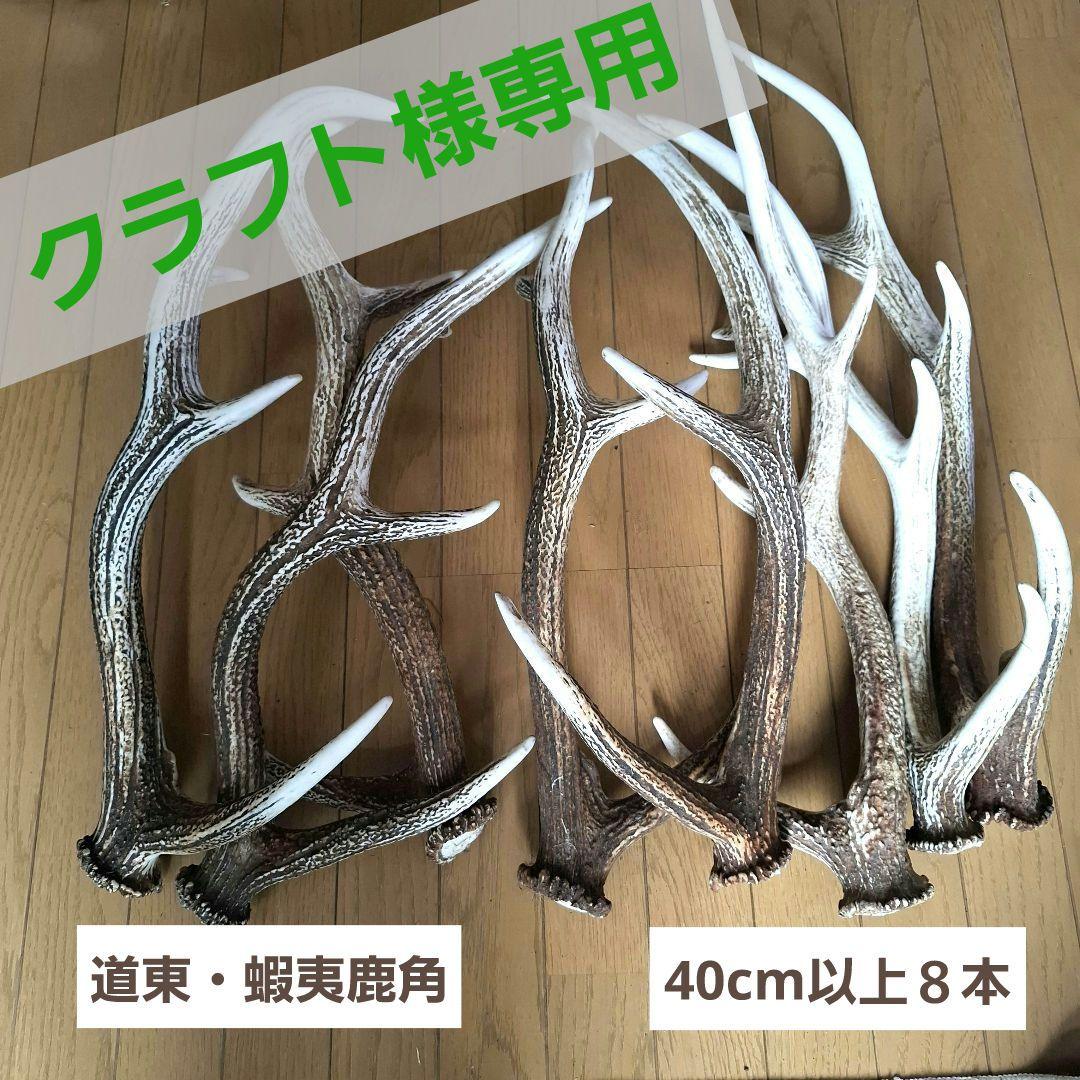 クラフト画面・蝦夷鹿角8本　道東 Amazon.co.jp: 【ノーブランド品】 北海道産 蝦夷鹿（エゾシカ）の角