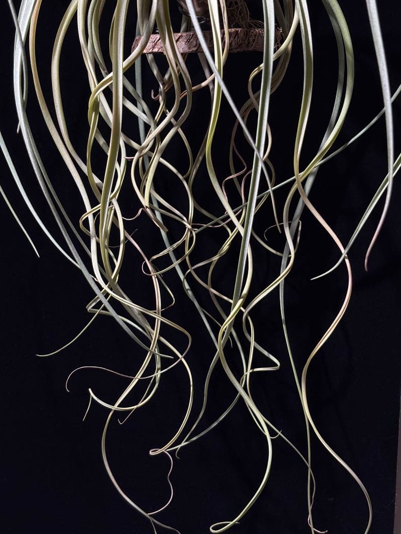 ティランジア レディーフォーリフトオフ / 特大株 交配種 チランジア