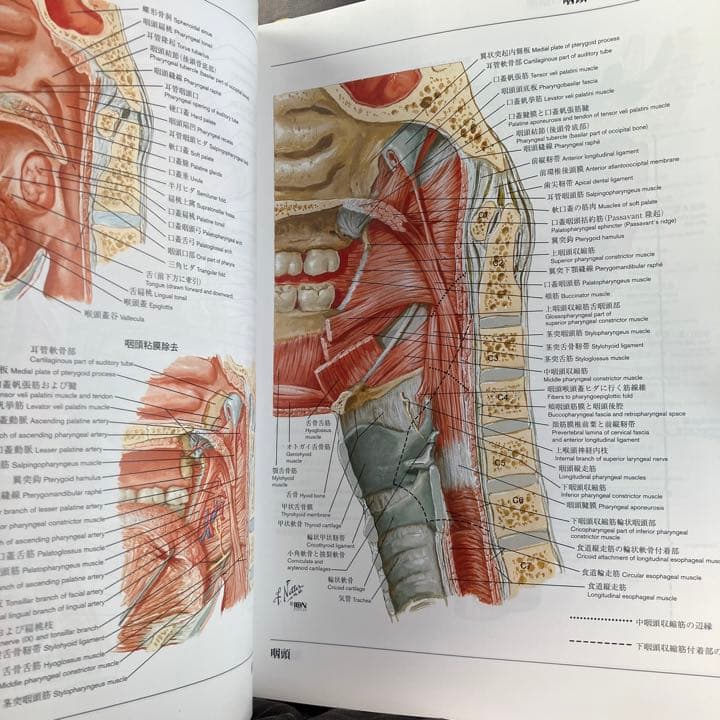 ネッター解剖学図譜 - メルカリ