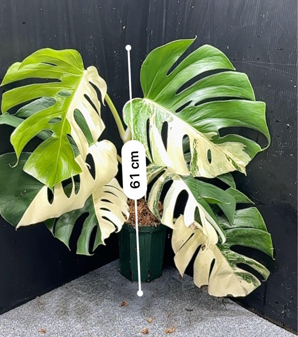極美斑入りモンステラホワイトタイガーハーフムーン61cm