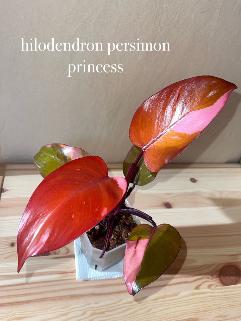 希少‼️美斑‼️フィロデンドロンパーシモンプリンセス - メルカリ