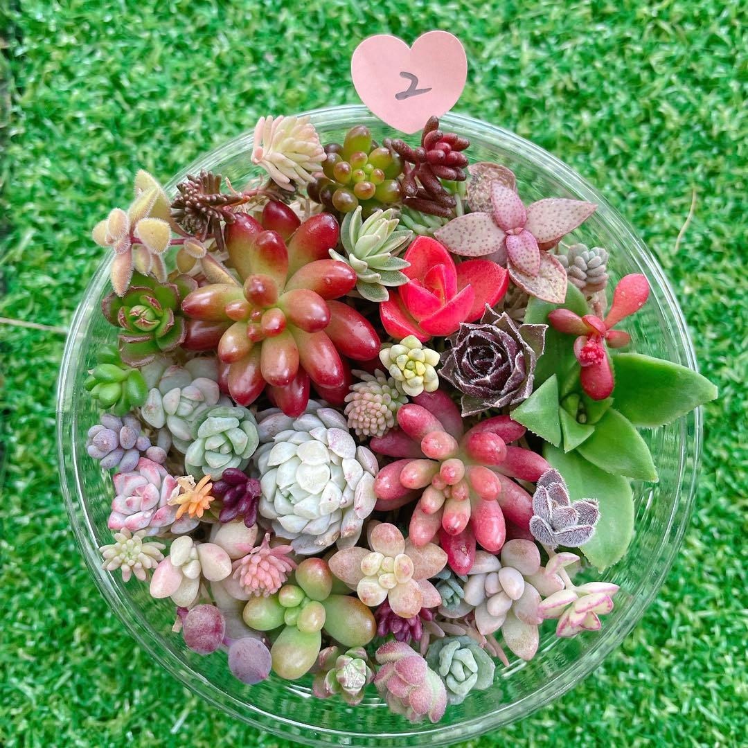 ☆多肉植物 セダムカット苗詰め合わせ② - メルカリ