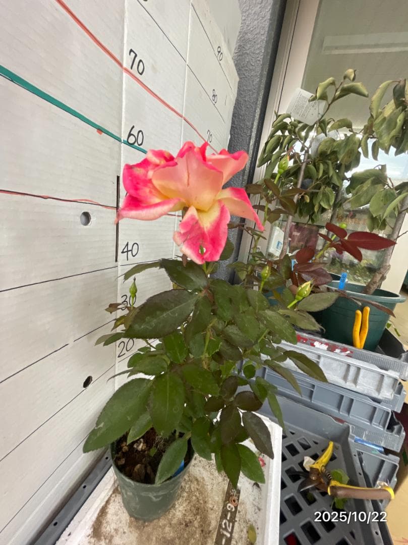 エ*メ様 5320 チャール6849イブ6210 5310ブラス