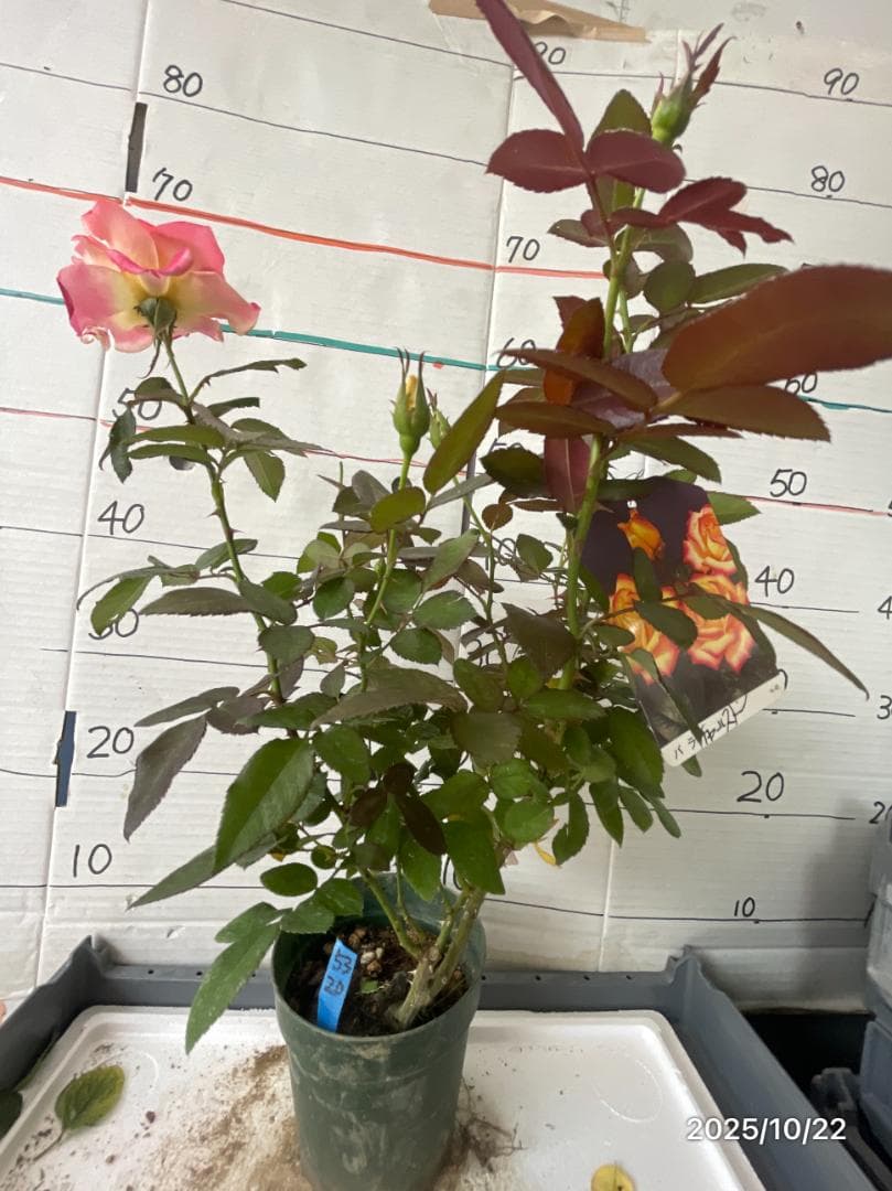 エ*メ様 5320 チャール6849イブ6210 5310ブラス