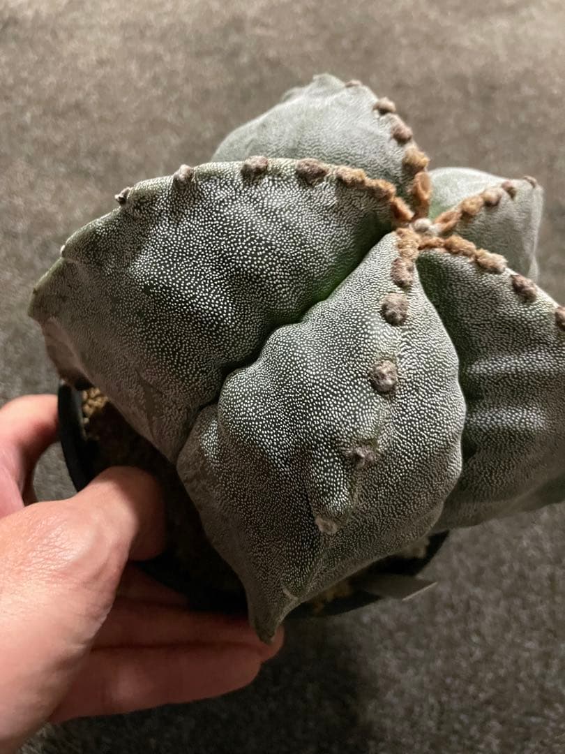 セーール　特大　山川ストロンギ　肋骨　実生