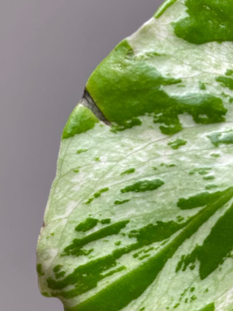 全葉斑入り‼️】モンステラ デリシオーサ バルバソー フシギダネ