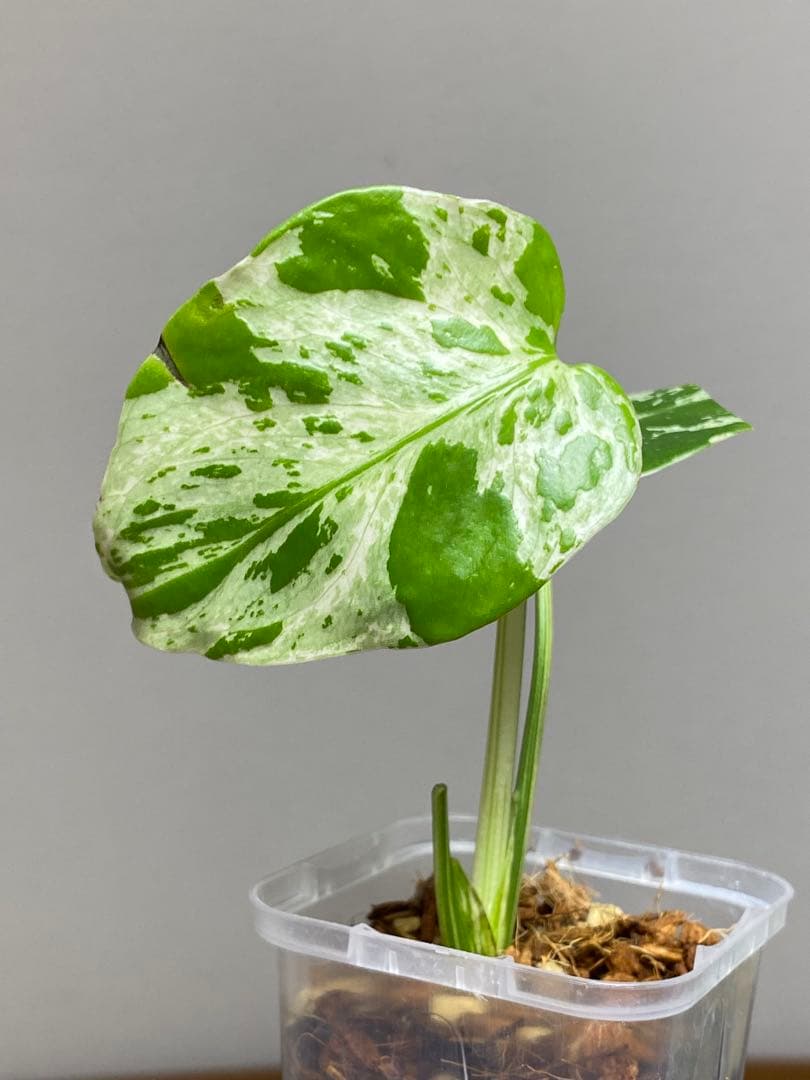 全葉斑入り‼️】モンステラ デリシオーサ バルバソー フシギダネ