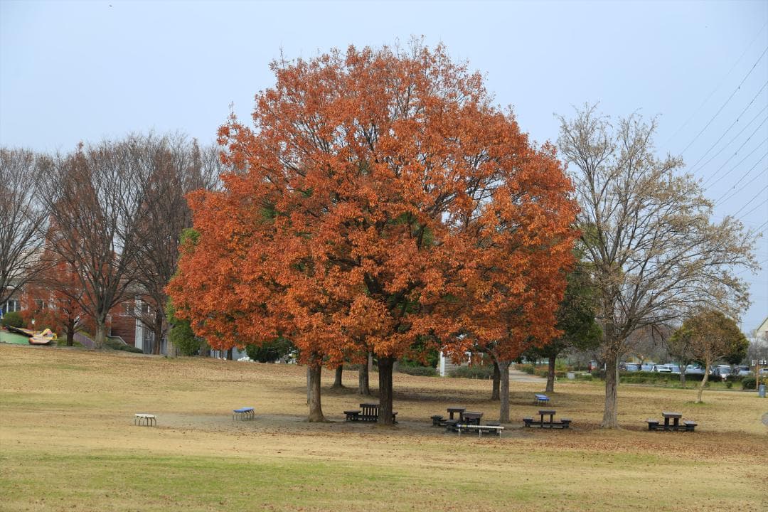 レンズ(ズーム) Canon EF28-135mm F3.5-5.6 IS USM