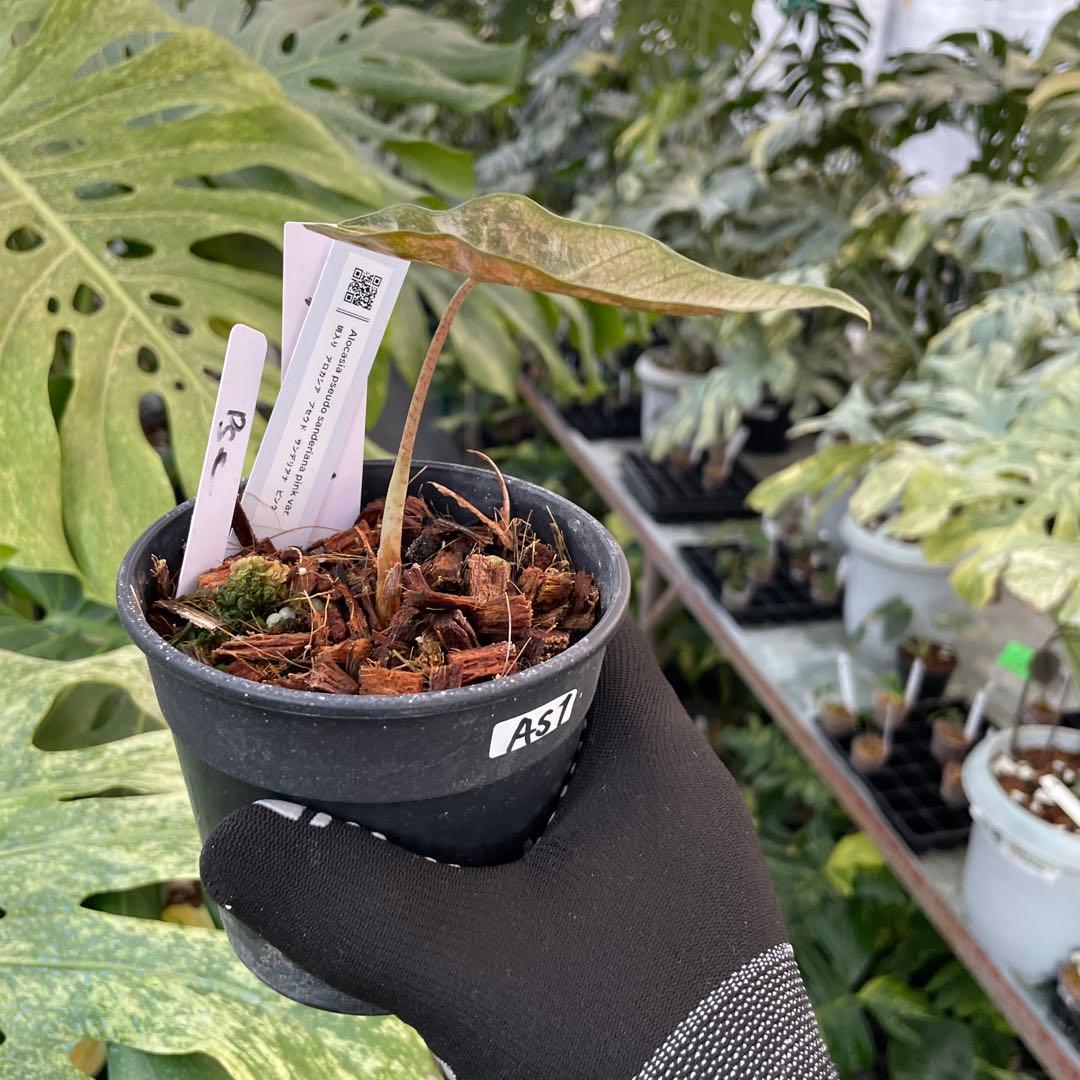 AS1 アロカシア サンデリアナ ピンク斑入り 3.5号鉢 - メルカリ