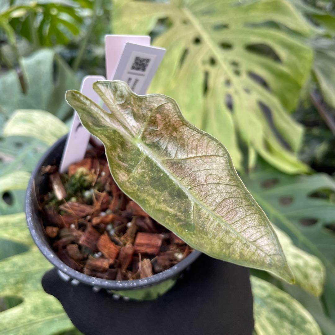 AS1 アロカシア サンデリアナ ピンク斑入り 3.5号鉢 - メルカリ