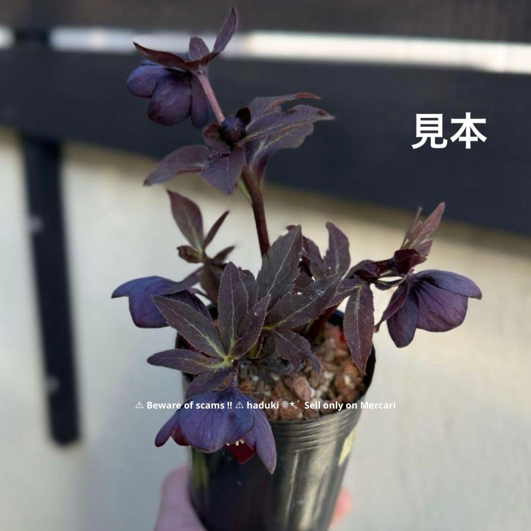 バ*カ様 ラスト1点□広瀬園芸□全身烏 艶々 クリスマスローズ